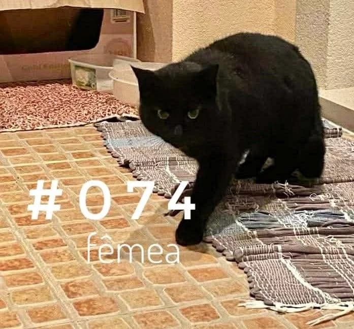 #074, female Mixed Breed for adoption at Louzanimales