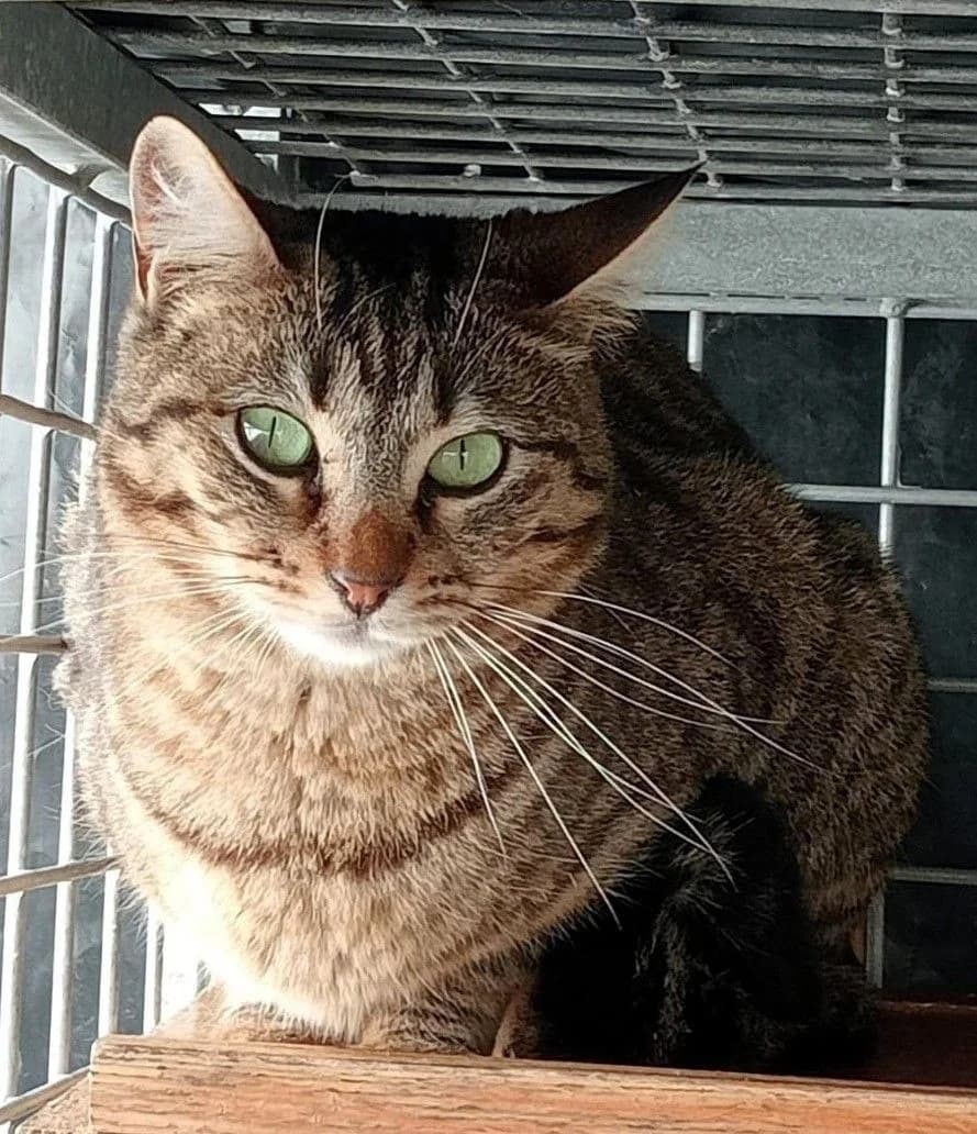 Malaquita, female 4yo Mixed Breed for adoption at Louzanimales