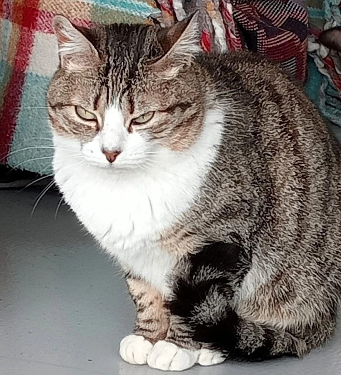 Polly, female 6yo Mixed Breed for adoption at Louzanimales