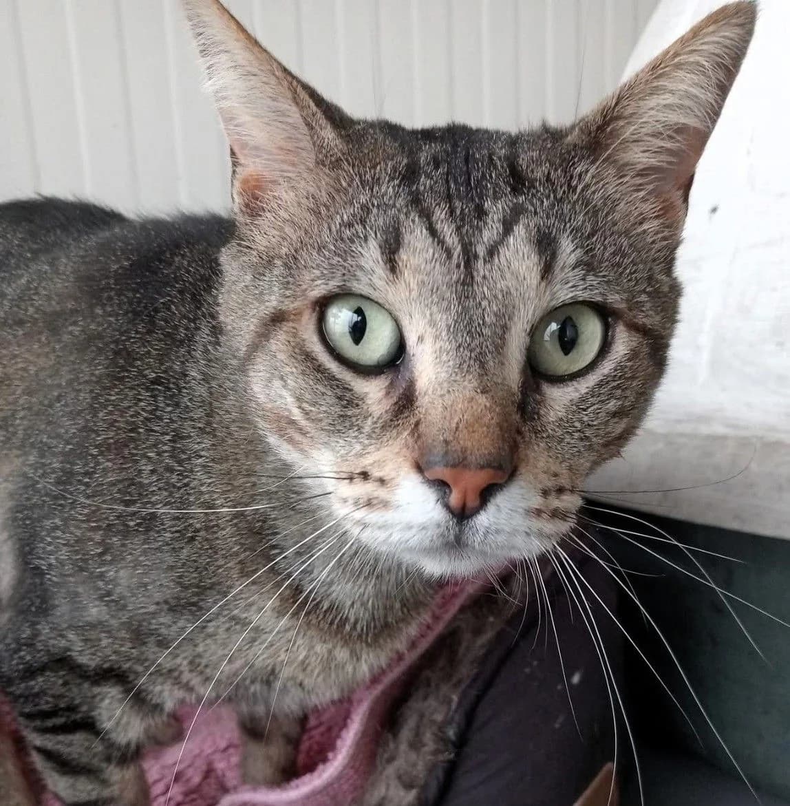 Hercules, male 5yo Mixed Breed for adoption at Louzanimales