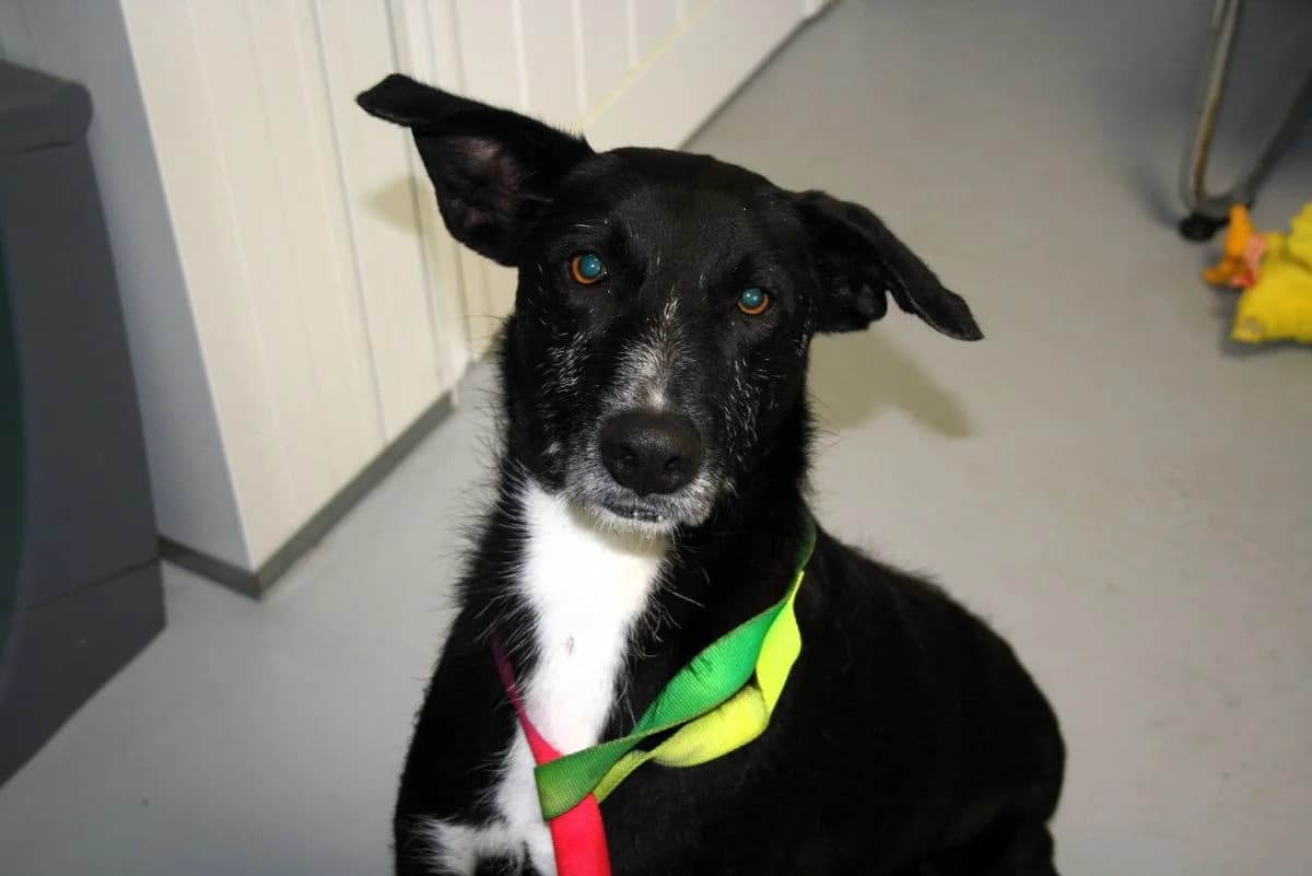 Biffo, male 5yo Mixed Breed for adoption at Louzanimales