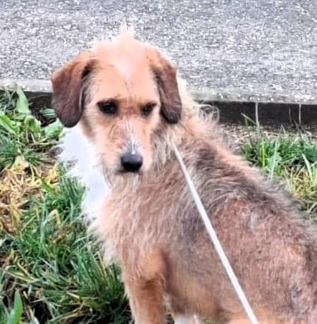 Tobias, male puppy Mixed Breed for adoption at Louzanimales