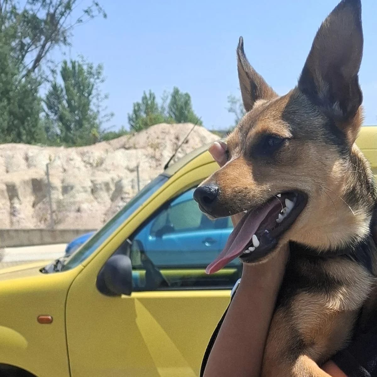Sid, male Mixed Breed for adoption at Louzanimales