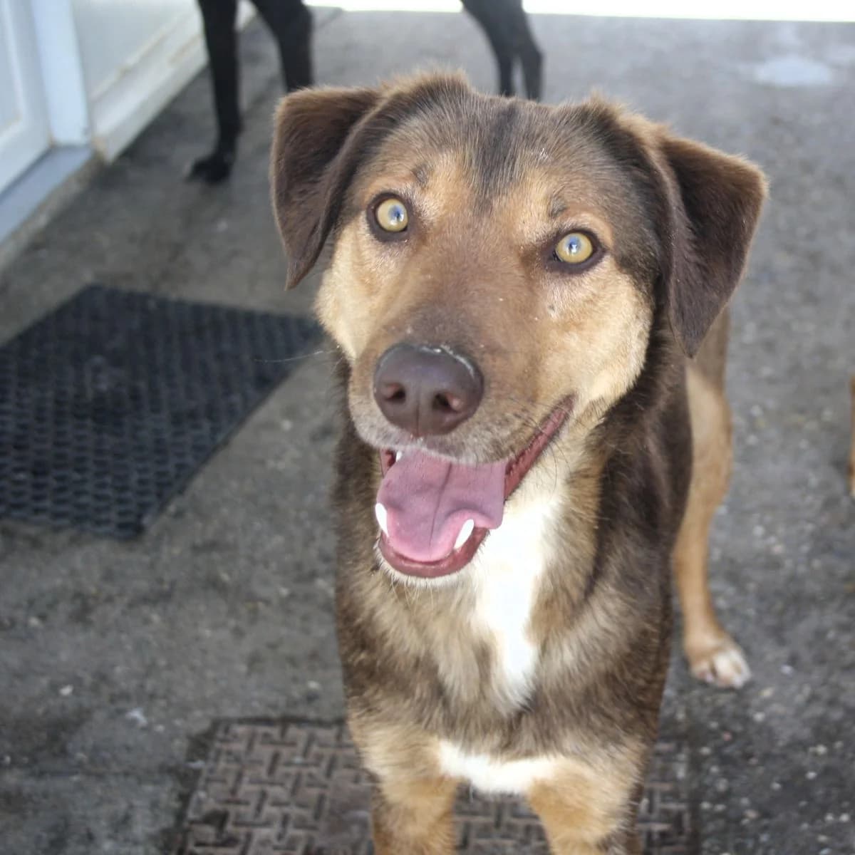 Cocoa, male Mixed Breed for adoption at Louzanimales