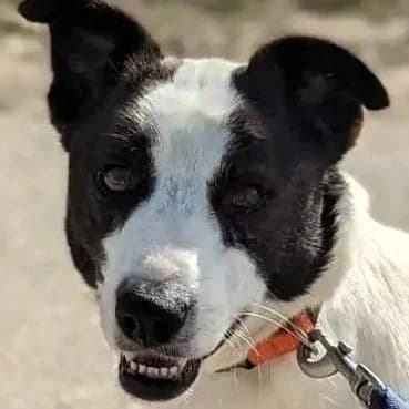 Bolinhas, male Mixed Breed for adoption at Louzanimales