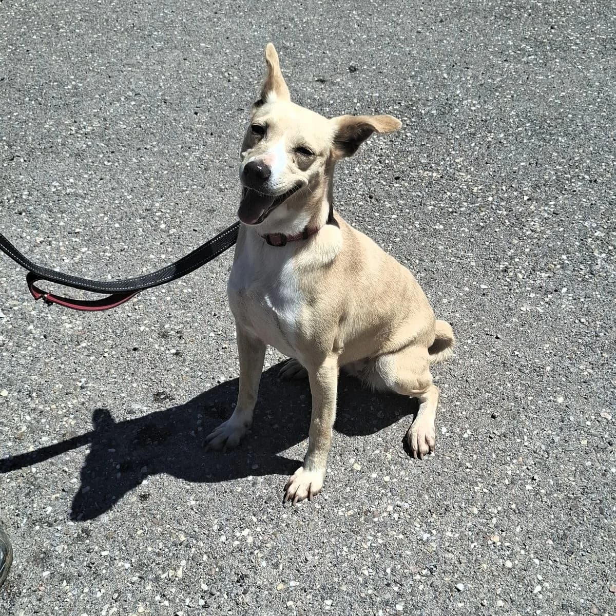 Byana, female Mixed Breed for adoption at Louzanimales