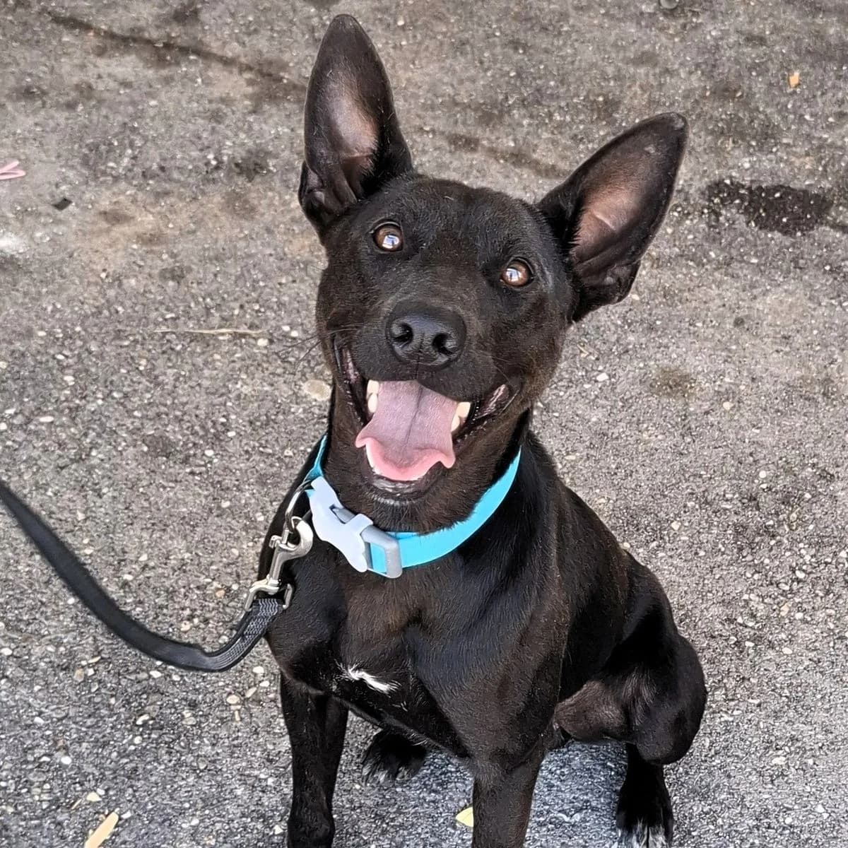 Drake, male senior Mixed Breed for adoption at Louzanimales