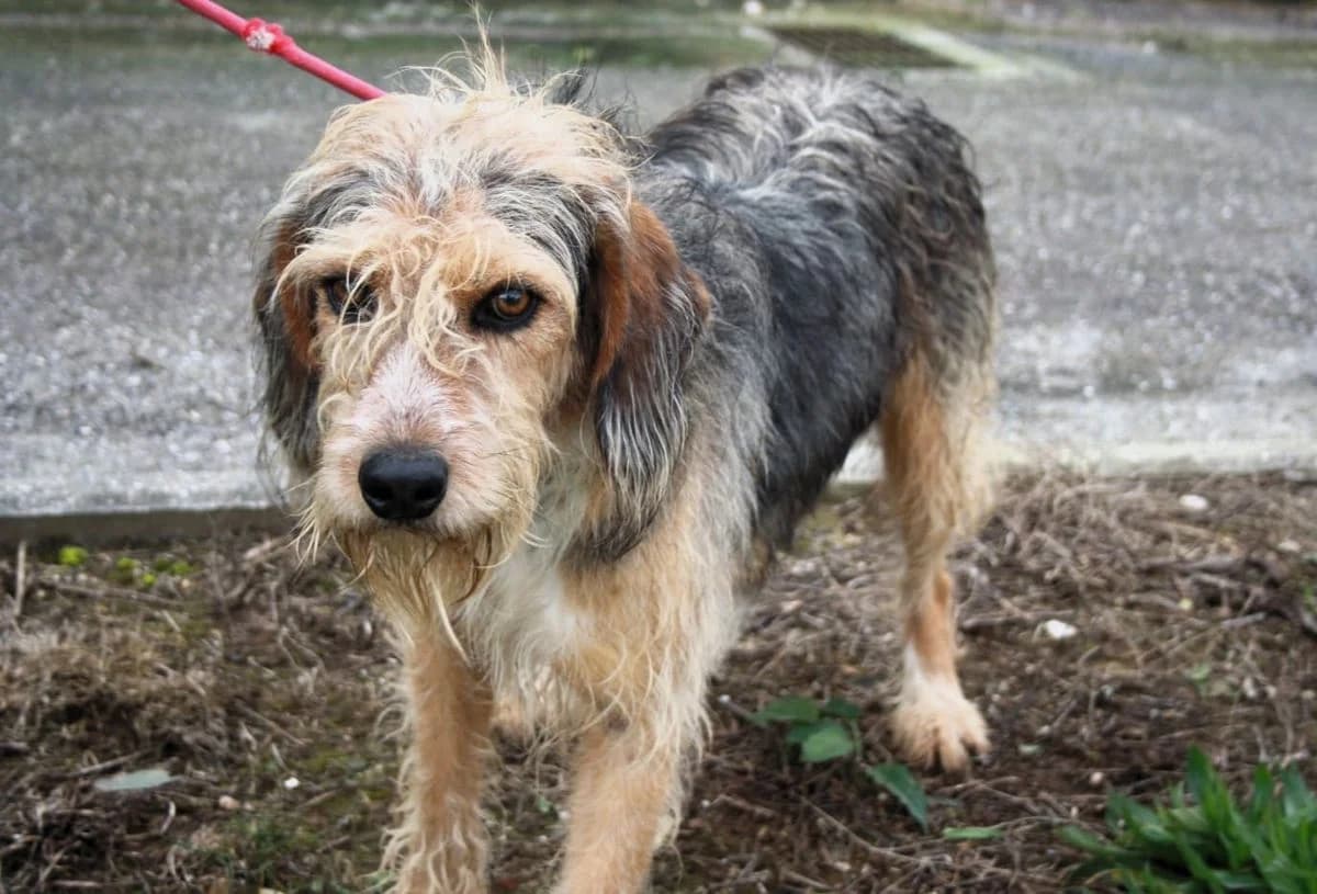 Tito, male puppy Mixed Breed for adoption at Louzanimales
