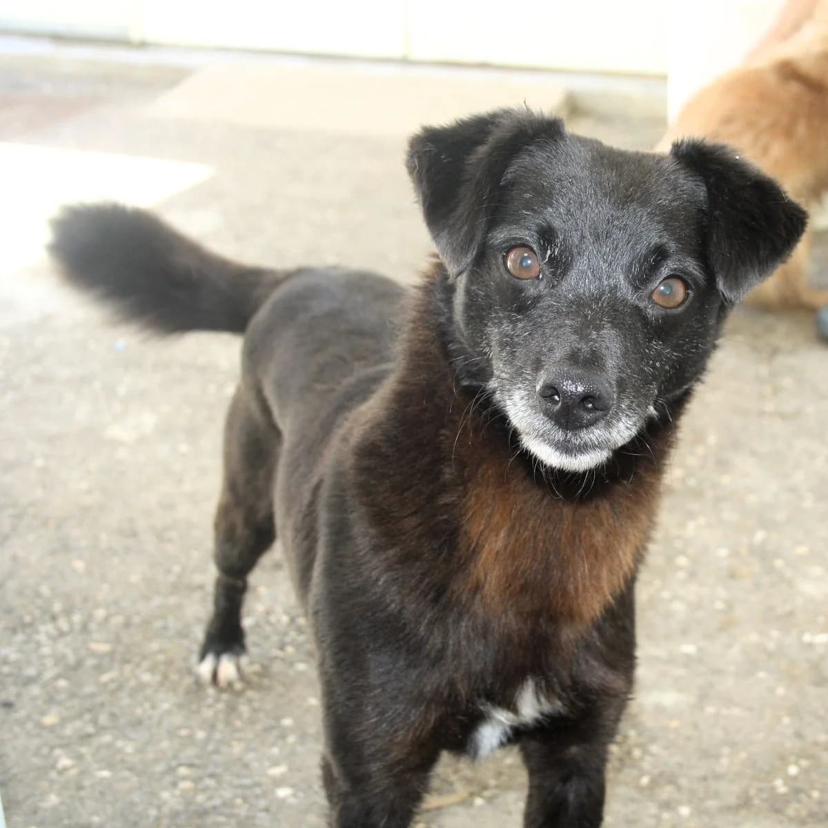 Buzz, Mixed Breed (Louzanimales)