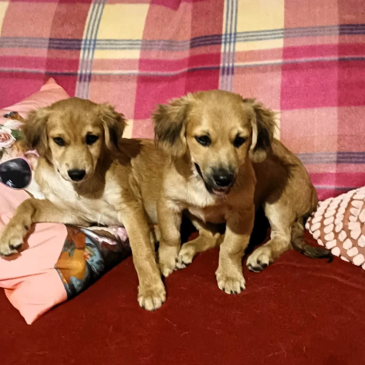 Clark (with Lois), male Mixed Breed for adoption at Louzanimales