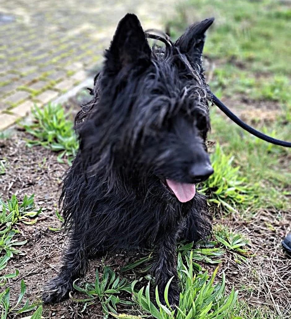 Molly, female young Mixed Breed for adoption at Louzanimales