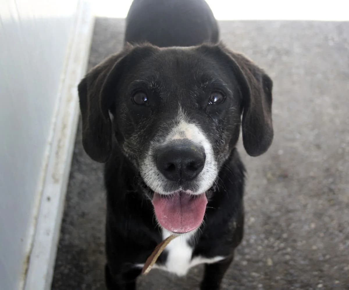 Bert, female 6yo Mixed Breed for adoption at Louzanimales
