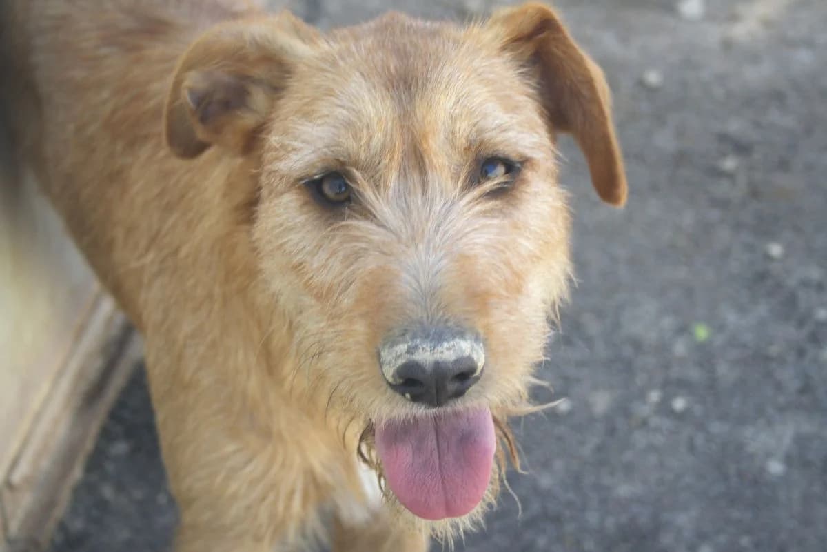 Patsy, female young Mixed Breed for adoption at Louzanimales