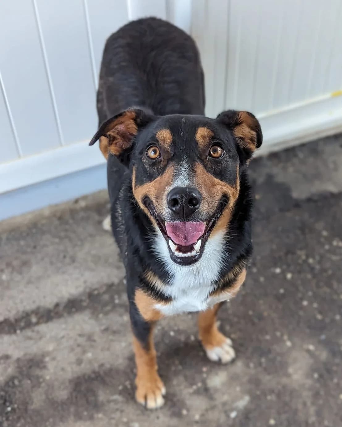 Bobby, male 5yo Mixed Breed for adoption at Louzanimales