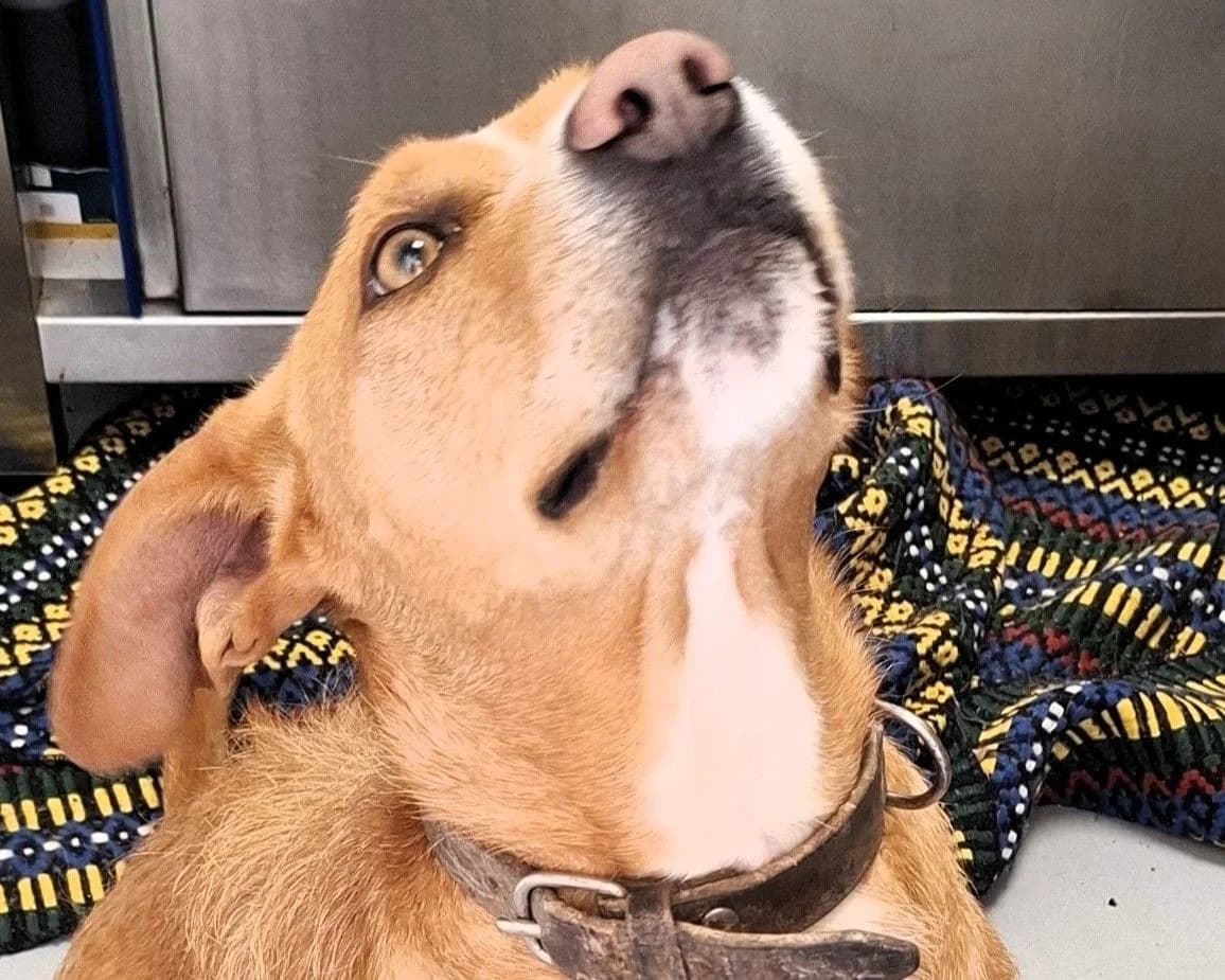 Tuala, male 7yo Mixed Breed for adoption at Louzanimales
