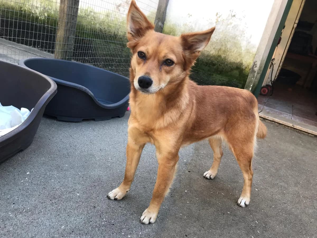 Anelis, female 3yo Mixed Breed for adoption at Pegadas e Bigodes