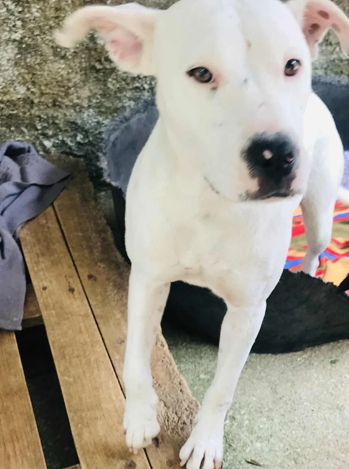 Fada, female 3yo Mixed Breed for adoption at Pegadas e Bigodes