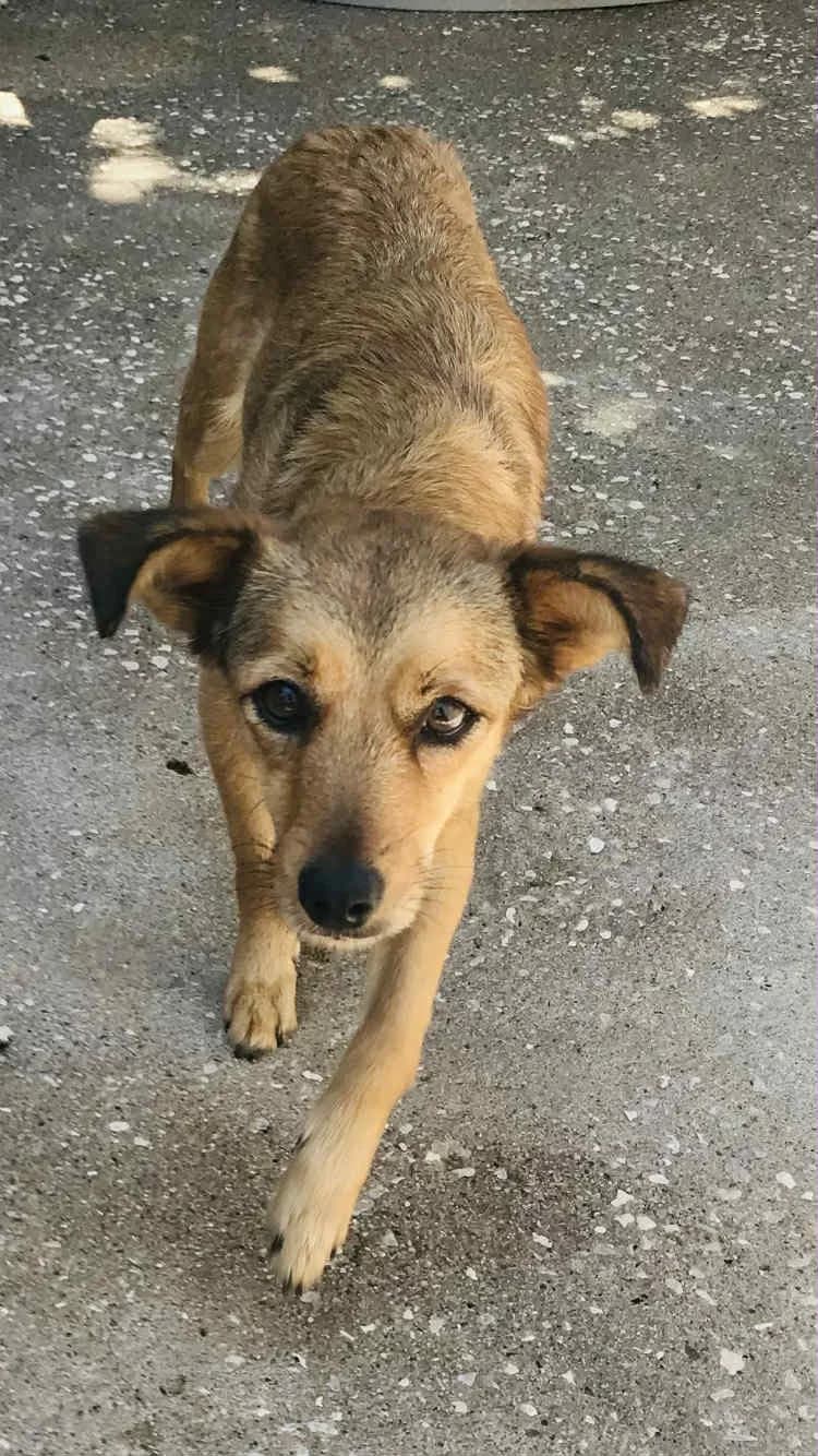 Florence, female 3yo Mixed Breed for adoption at Pegadas e Bigodes
