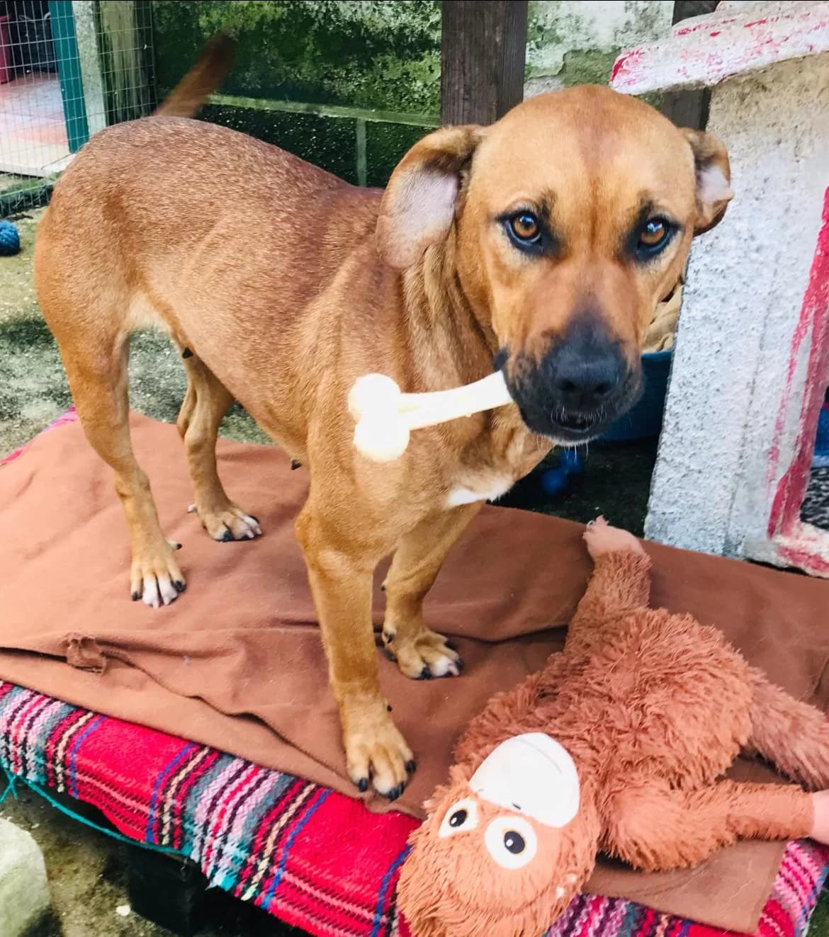 Frida, female young Mixed Breed for adoption at Pegadas e Bigodes