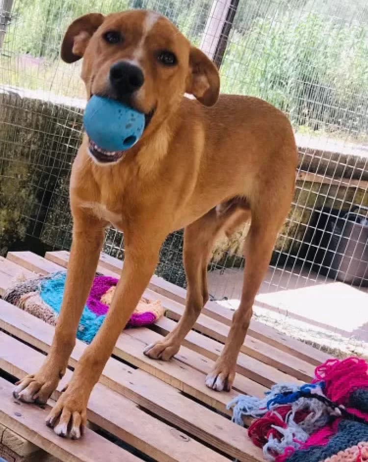 Isar, female puppy Mixed Breed for adoption at Pegadas e Bigodes