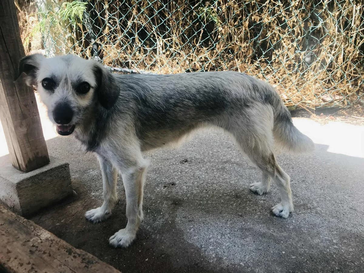 Isolde, female young Mixed Breed for adoption at Pegadas e Bigodes