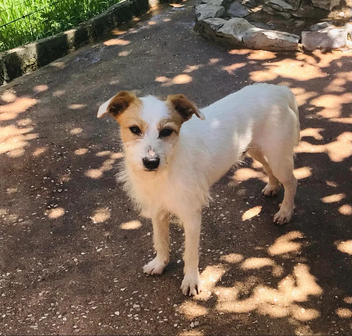 Jochem, female puppy Mixed Breed for adoption at Pegadas e Bigodes