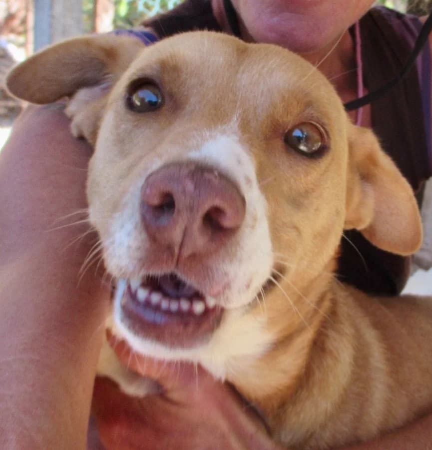 Kuki, female 5yo Mixed Breed for adoption at Pegadas e Bigodes