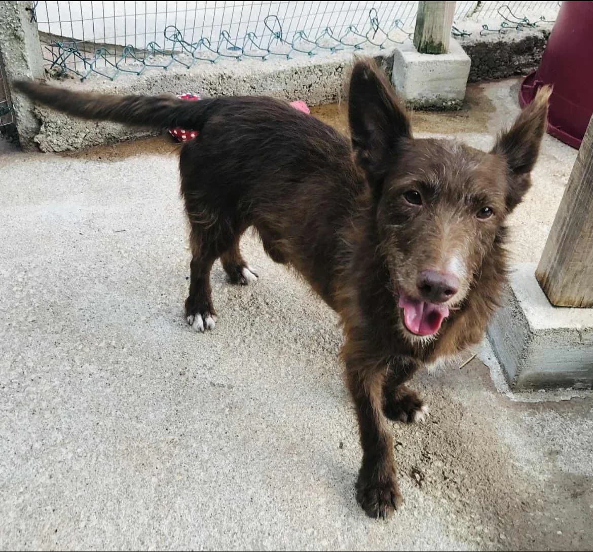 Lemi, female 5yo Mixed Breed for adoption at Pegadas e Bigodes