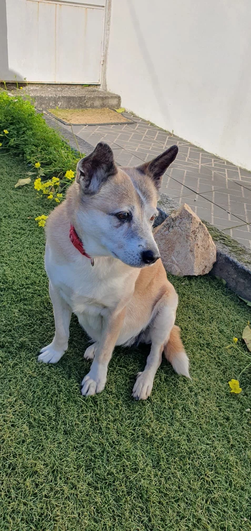 Maria, female 5yo Mixed Breed for adoption at Pegadas e Bigodes