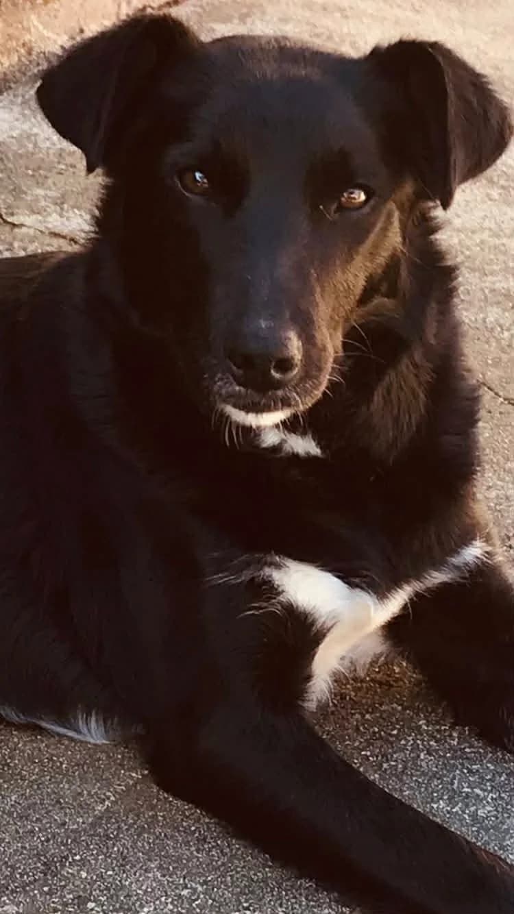 Mette, female young Mixed Breed for adoption at Pegadas e Bigodes