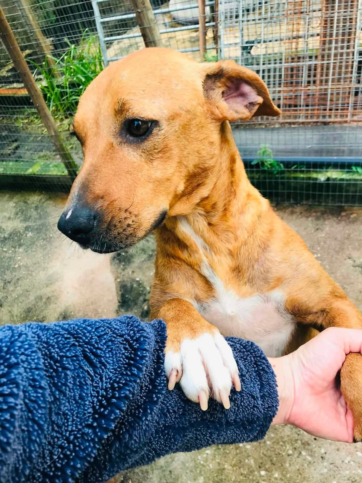 Mona, female 4yo Mixed Breed for adoption at Pegadas e Bigodes