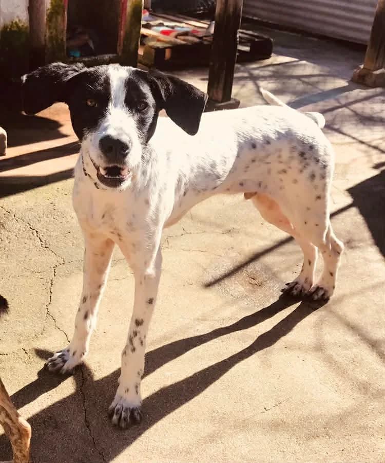Nair, female puppy Mixed Breed for adoption at Pegadas e Bigodes