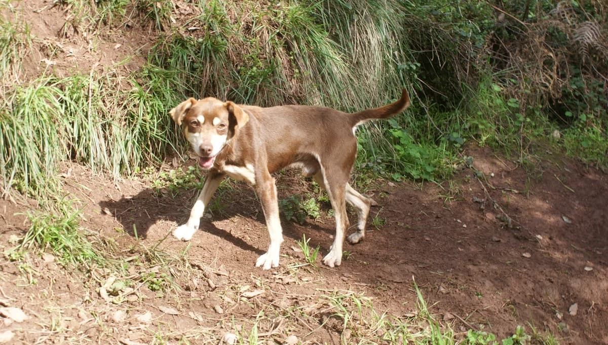Quim, female 5yo Mixed Breed for adoption at Pegadas e Bigodes