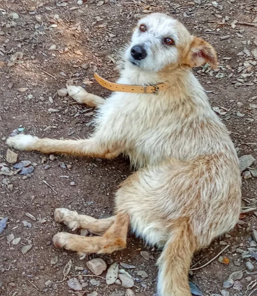 Rumi, female 6yo Mixed Breed for adoption at Pegadas e Bigodes
