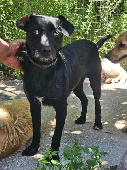 Signe, female 3yo Mixed Breed for adoption at Pegadas e Bigodes