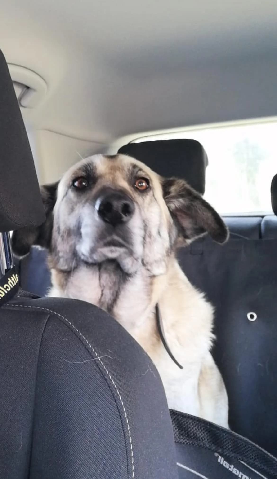 Stella, female senior Mixed Breed for adoption at Pegadas e Bigodes