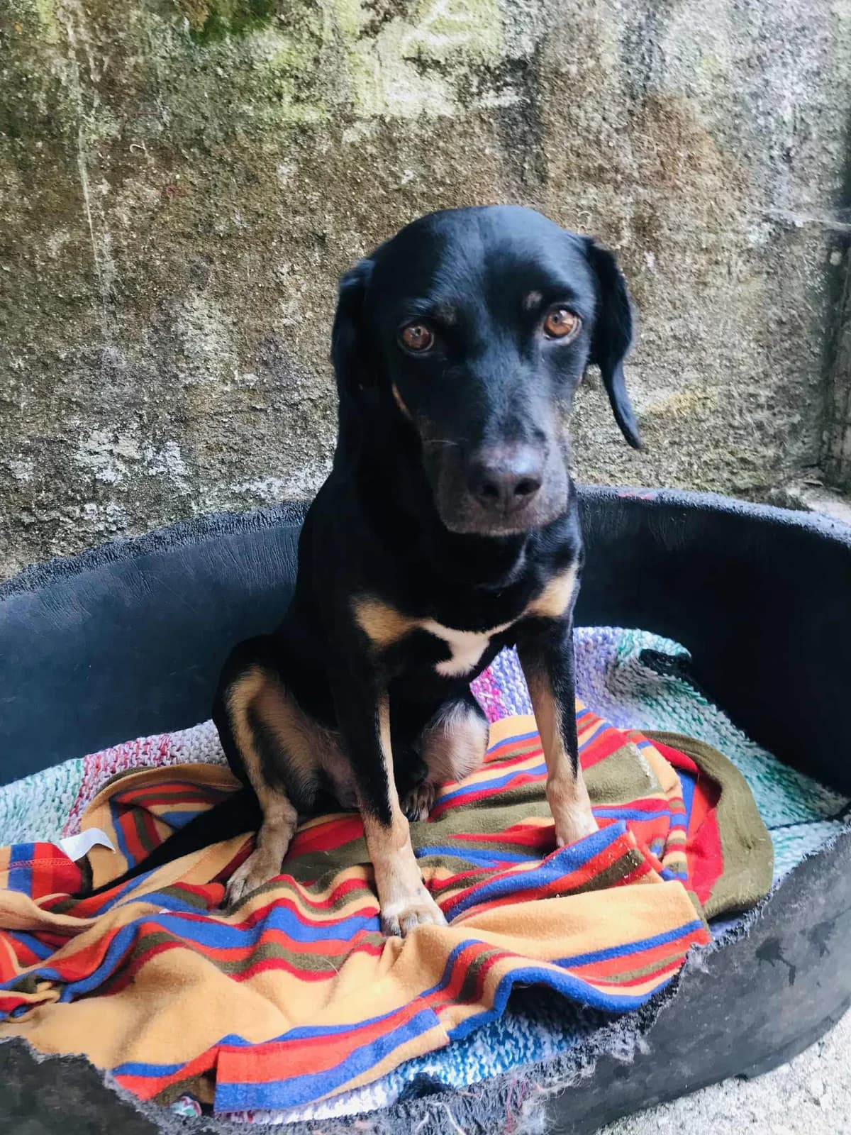 Titus, female 5yo Mixed Breed for adoption at Pegadas e Bigodes