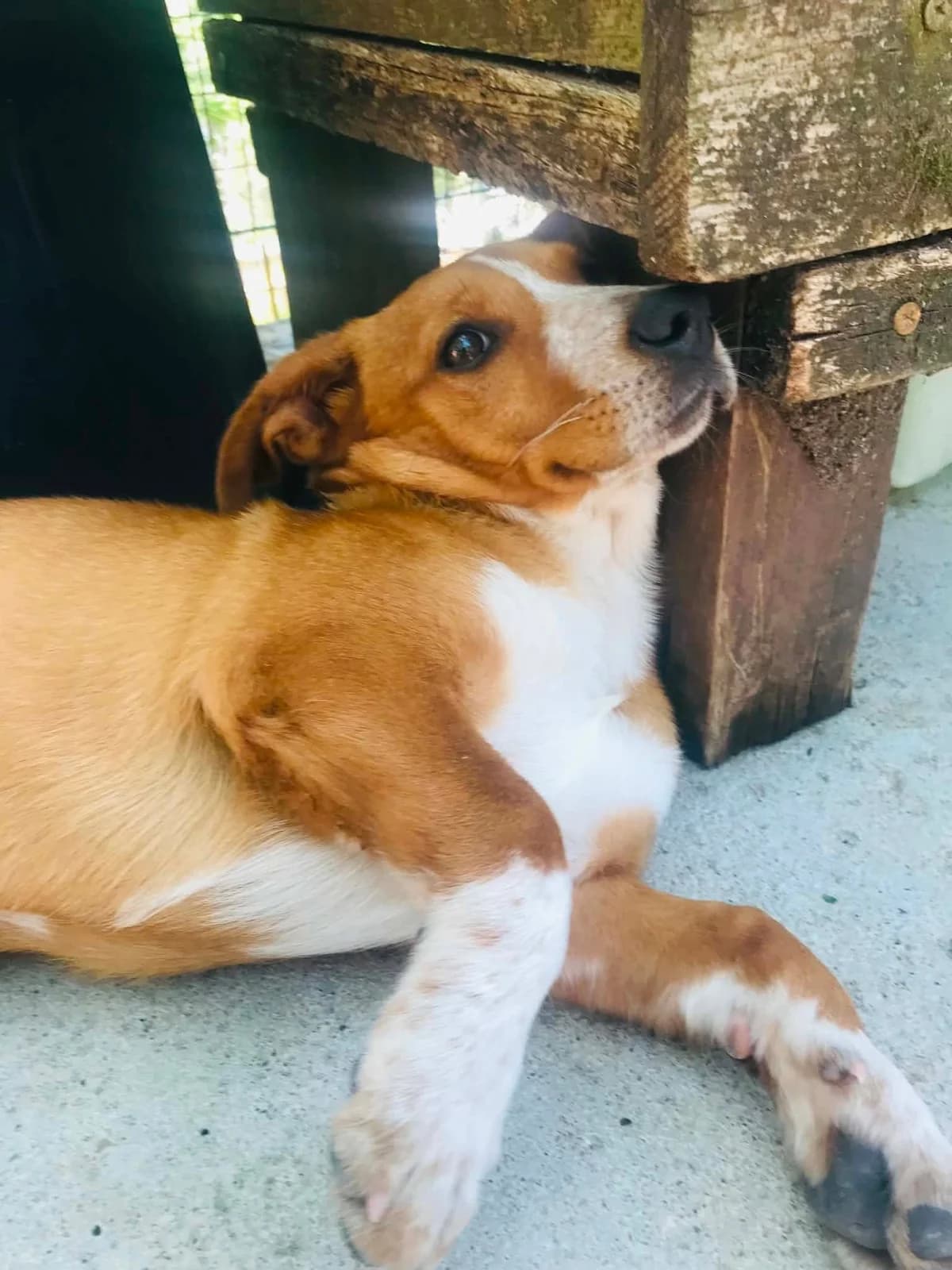 Vania, female puppy Mixed Breed for adoption at Pegadas e Bigodes