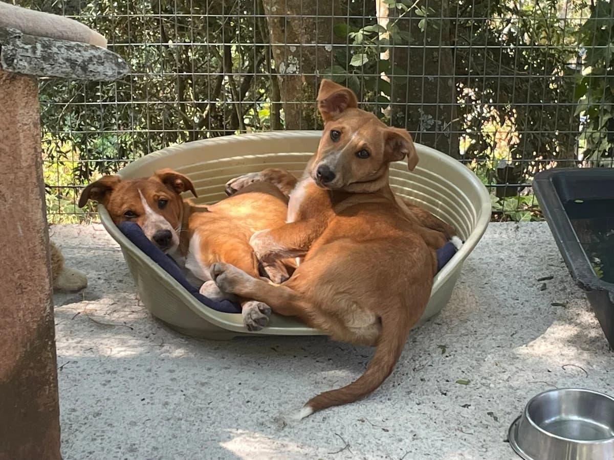 Vladia, female puppy Mixed Breed for adoption at Pegadas e Bigodes