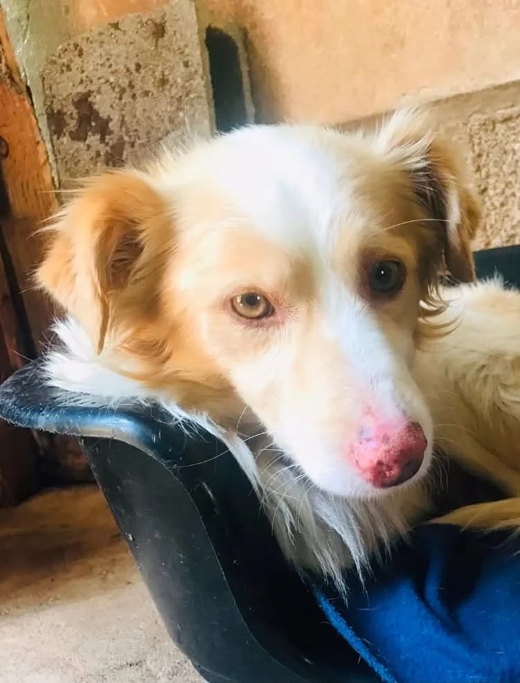 Wolfie, female 3yo Mixed Breed for adoption at Pegadas e Bigodes