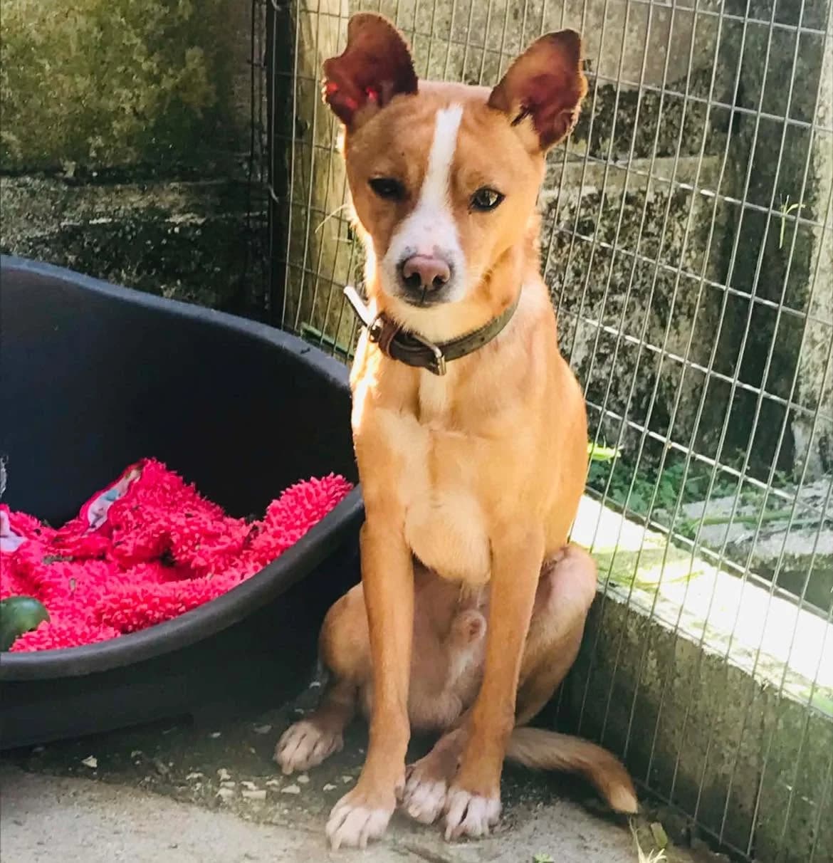 Yam, female young Mixed Breed for adoption at Pegadas e Bigodes