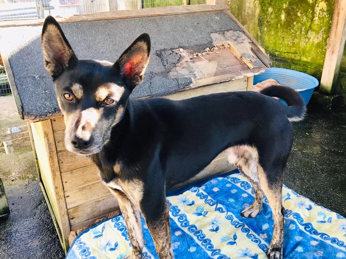 Yoav, female 3yo Mixed Breed for adoption at Pegadas e Bigodes