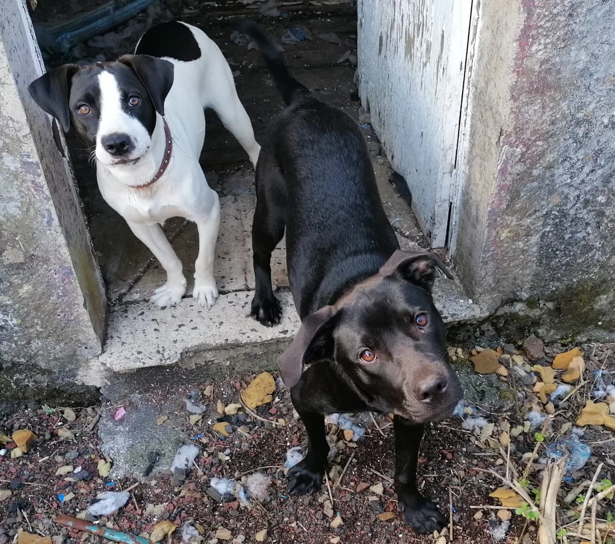 “No one sees you…we will”,  puppy Mixed Breed for adoption at Pico Dogs, Pico Island