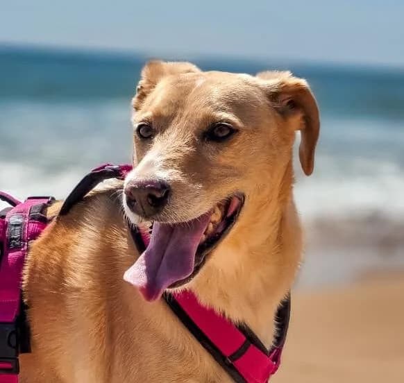 Bebé, female senior Mixed Breed for adoption at PLACE for STRAYS