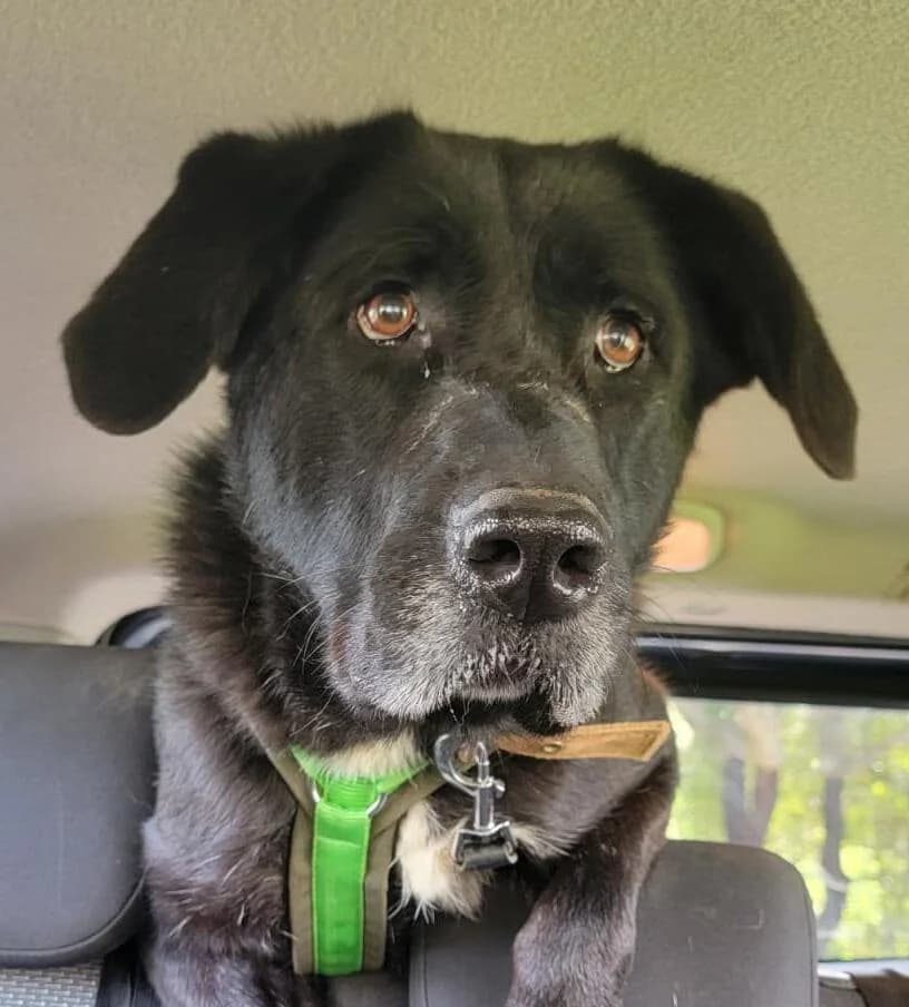 Inka, female Mixed Breed for adoption at PLACE for STRAYS