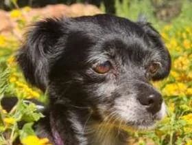Lea, female senior Mixed Breed for adoption at PLACE for STRAYS