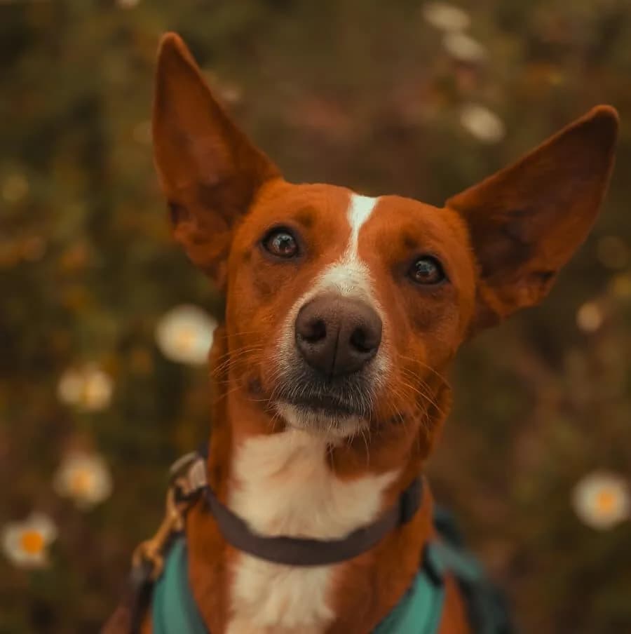 Miri, female young Mixed Breed for adoption at PLACE for STRAYS