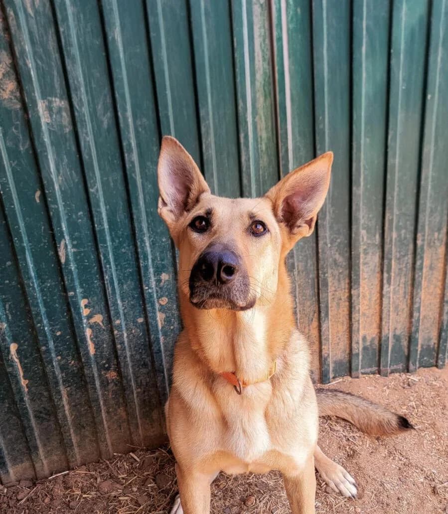 Nova, female 3yo Mixed Breed for adoption at PLACE for STRAYS