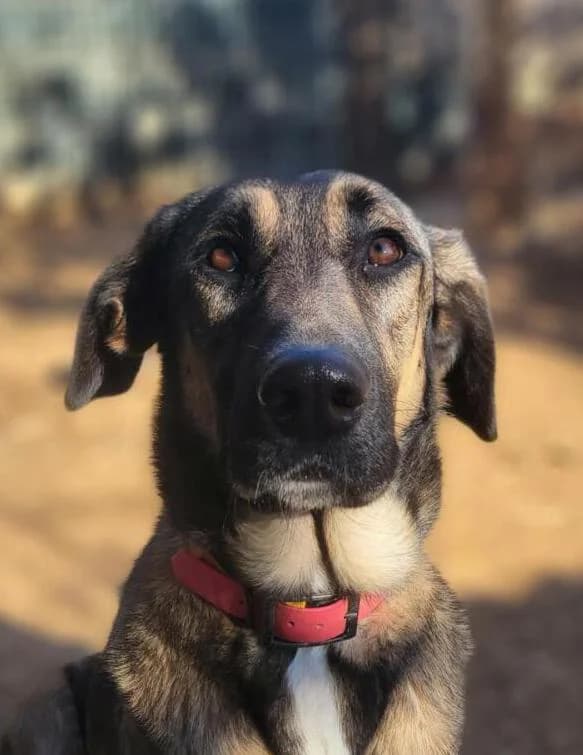 Pink, female young Mixed Breed for adoption at PLACE for STRAYS