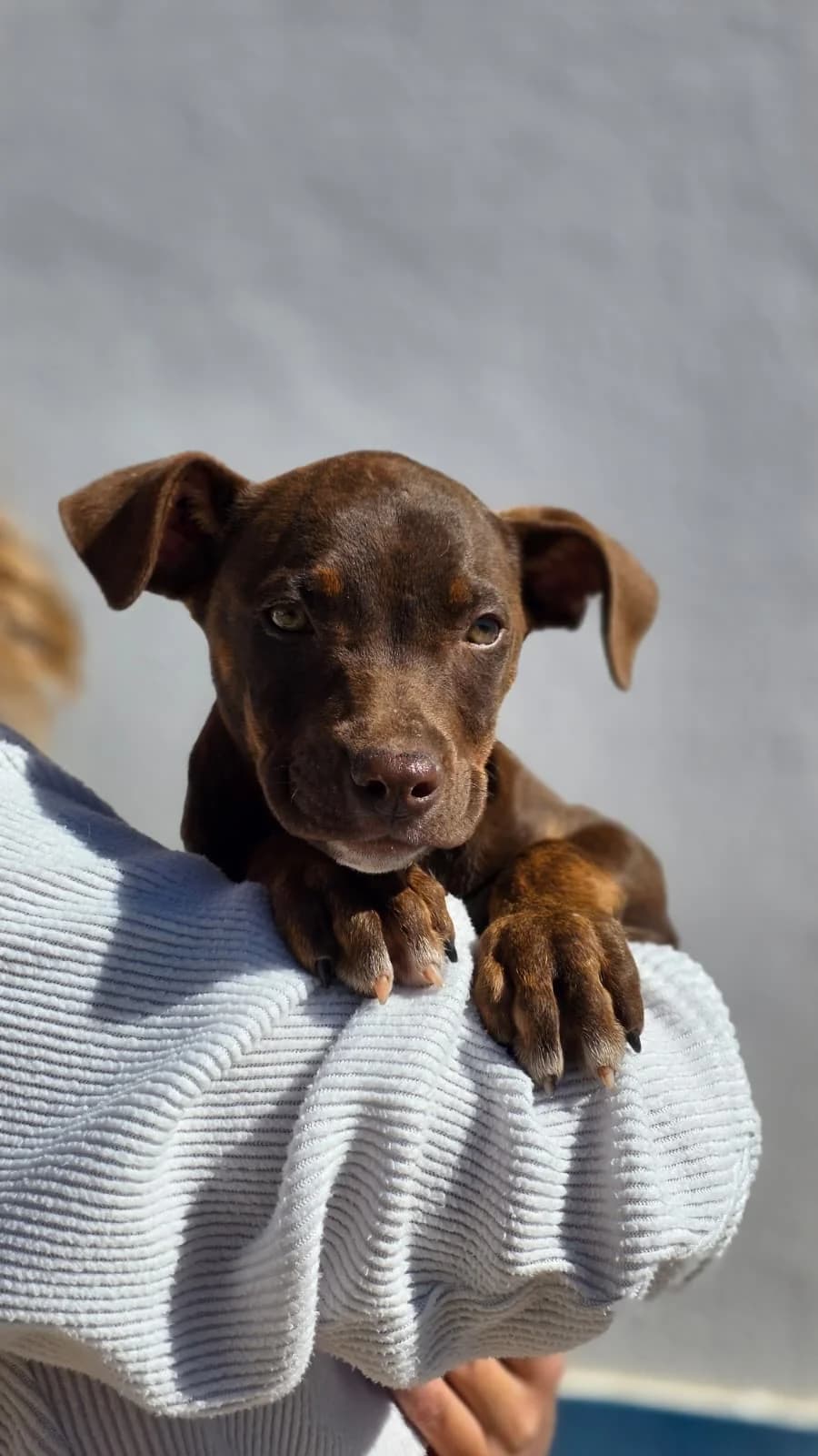 Soul, female puppy Mixed Breed for adoption at PLACE for STRAYS